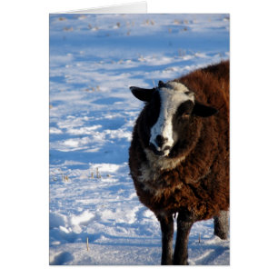 Mouton noir en hiver