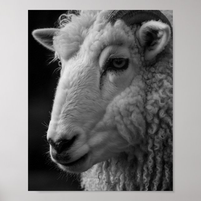 Mouton noir et blanc décoration murale de studio (Devant)