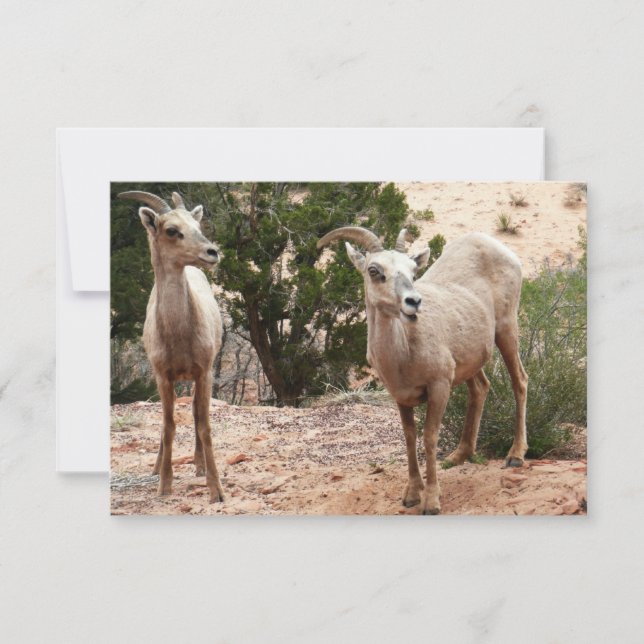 Moutons à cornes amusants à Zion National Park (Devant)