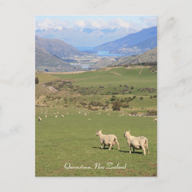 Moutons avec vue, Queenstown NZ - Carte postale (Devant)