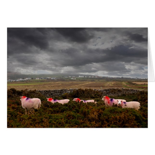 Moutons colorés (Devant horizontal)