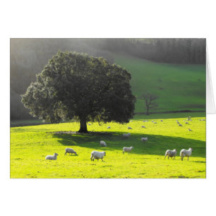Moutons dans la carte soleil du matin