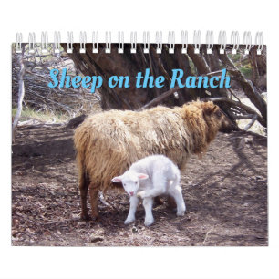 Moutons Dans Le Calendrier Du Ranch