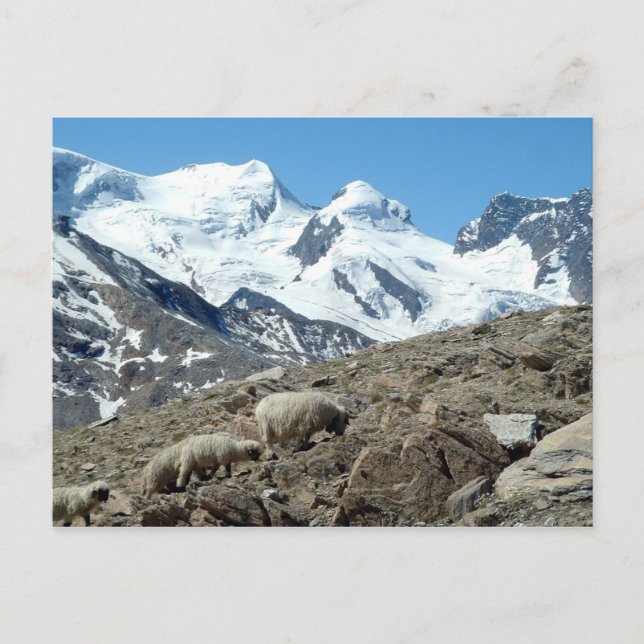 Moutons de montagne dans les Alpes suisses — Carte (Devant)