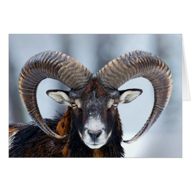 Moutons de RAM de Big Horn - Mouflon (Devant horizontal)