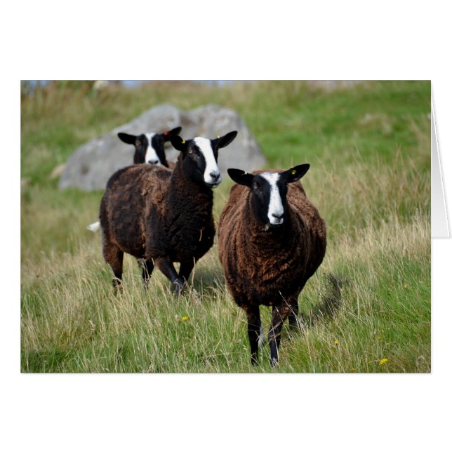 Moutons de Zwartbles (Devant horizontal)