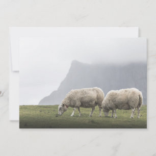 Moutons en Pâturage Photo de Nature