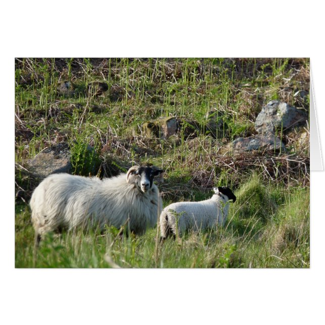 Moutons et agneaux dans le Northumberland en Angle (Devant horizontal)