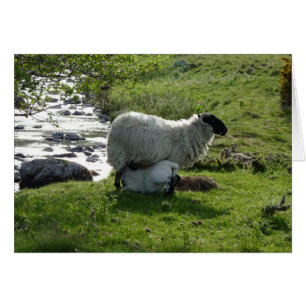 Moutons et agneaux dans le Northumberland en Angle