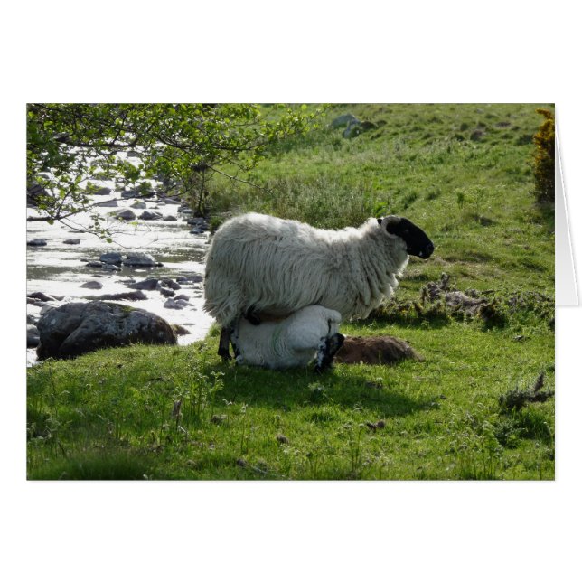Moutons et agneaux dans le Northumberland en Angle (Devant horizontal)