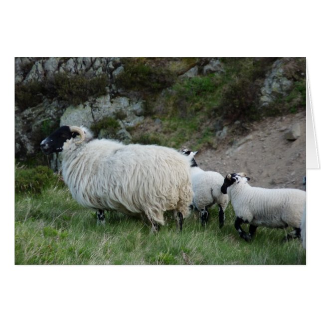 Moutons et agneaux dans Northumberland Angleterre (Devant horizontal)
