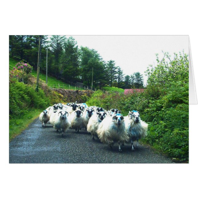 Moutons punk dans la péninsule de Beara Irlande (Devant horizontal)