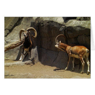 Moutons sauvages de Mouflon rayant 1