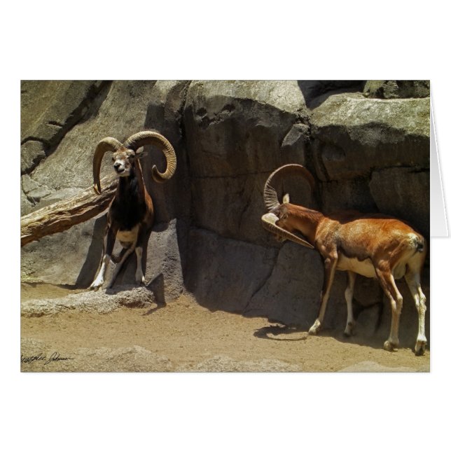 Moutons sauvages de Mouflon rayant 1 (Devant horizontal)