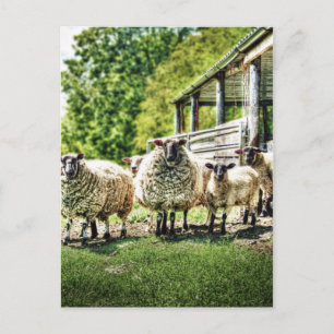 Moutons sur la carte postale de la ferme