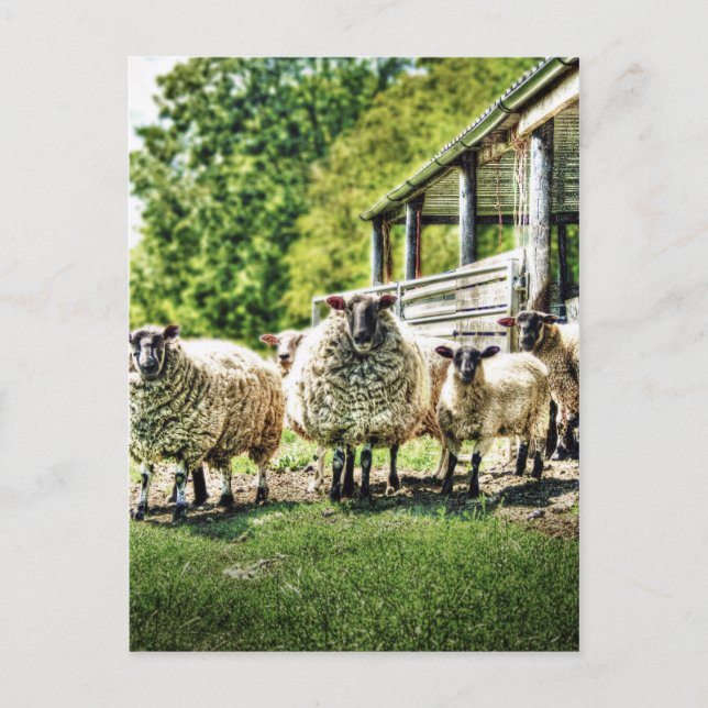 Moutons sur la carte postale de la ferme (Devant)