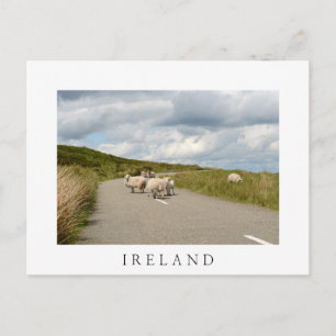 Moutons sur la route en Irlande carte postale blan