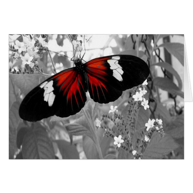 Moving Card, Red Butterfly (Devant horizontal)