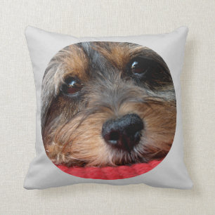 Moxi propre comme coussin de Shorkie de sifflement