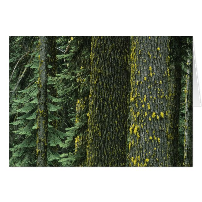 Mt. Ashland, forêt nationale de Rogue River, (Devant horizontal)