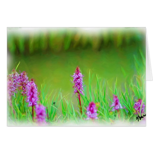 MT EVANS CARTE FLEUR SAUVAGE (Devant horizontal)