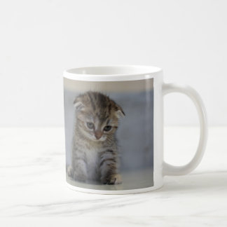 MUG スコティッシュフォールド子猫　マグカップ
