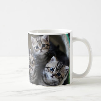 MUG ３匹のアメリカンショートヘアの子猫たち　マグカップ