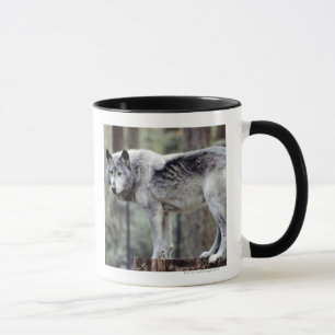MUG 24114488