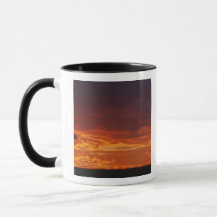Mug Acacia tortilis, Acacia tortilis, 2