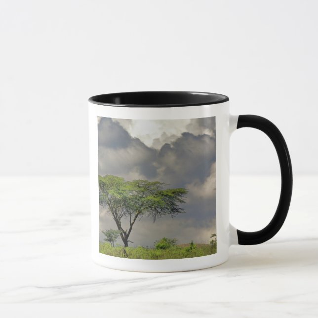 Mug Acacia tortilis, Acacia tortilis, et 2 (Droite)