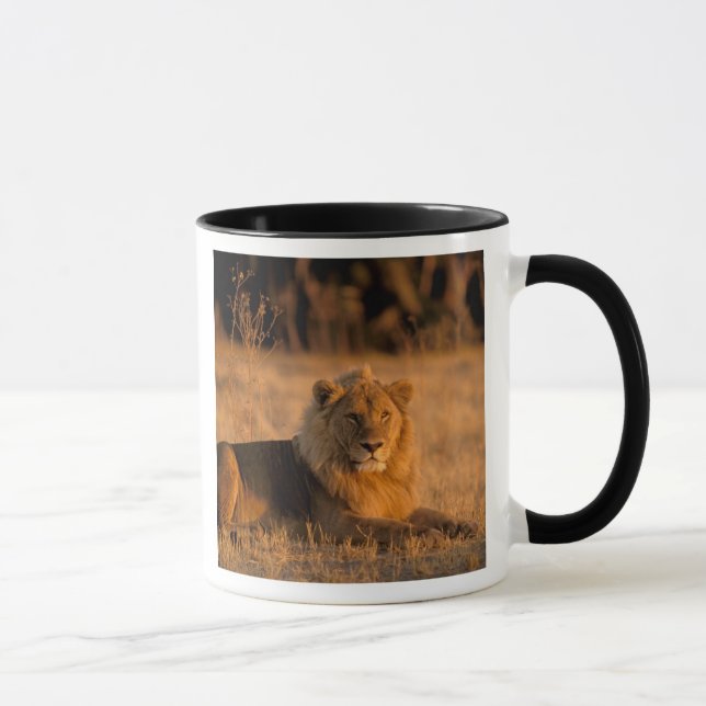 Mug Afrique, Botswana, delta de l'Okavango. Lion (Pant (Droite)