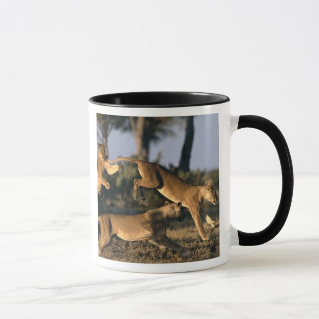 Mug Afrique, Botswana, Parc national de Chobe, Lionnes (Droite)