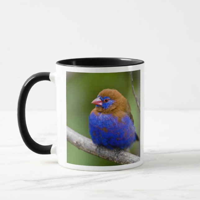 Mug Afrique. Kenya. Grenadier pourpré (Gauche)