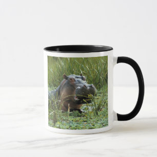 Mug Afrique, Kenya, Masai Mara NR. Une hippopotame mèr