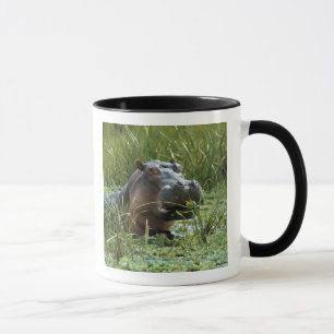 Mug Afrique, Kenya, Masai Mara NR. Une mère hippo