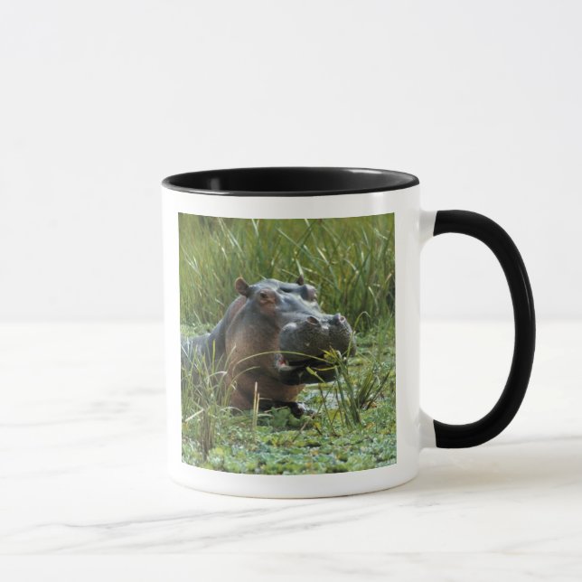 Mug Afrique, Kenya, Masai Mara NR. Une mère hippo (Droite)