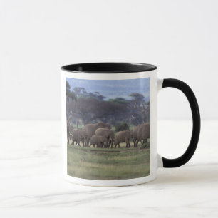 Mug Afrique, Kenya, Parc national d'Amboseli. Africain