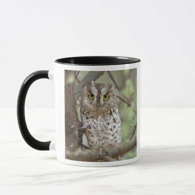 Mug Afrique. Tanzanie. Petit-duc scops à Tarangire 2 (Gauche)
