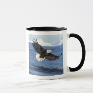Mug aigle à tête blanche, Haliaeetus leuccocephalus en