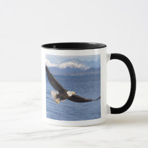 Mug aigle à tête blanche, Haliaeetus leucocephalus, en