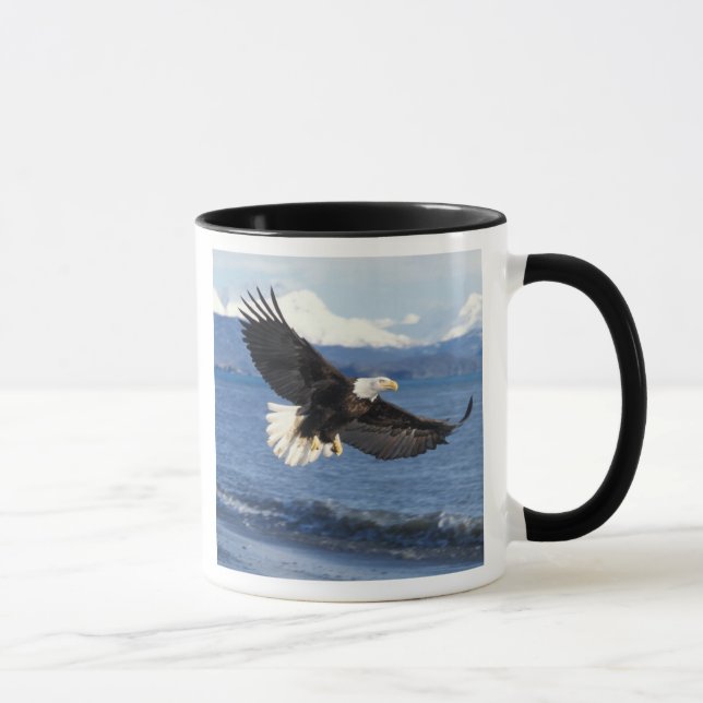 Mug aigle royal, Haliaeetus leuccocephalus, en vol (Droite)