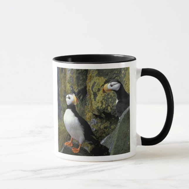 Mug Alaska, île Saint-Paul, les Pribilof, macareux cor (Droite)