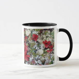 Mug Alaska, Parc national de Denali, la toundra arctiq