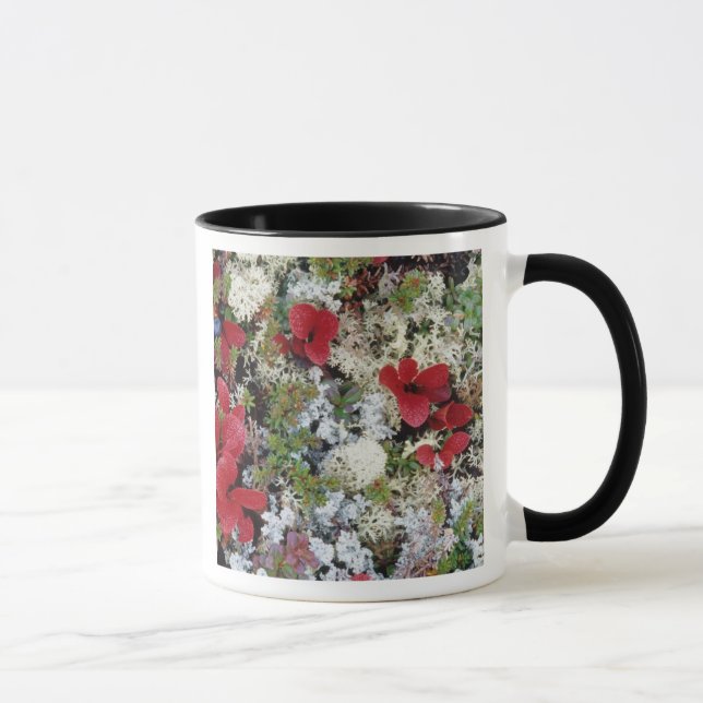 Mug Alaska, Parc national de Denali, la toundra arctiq (Droite)