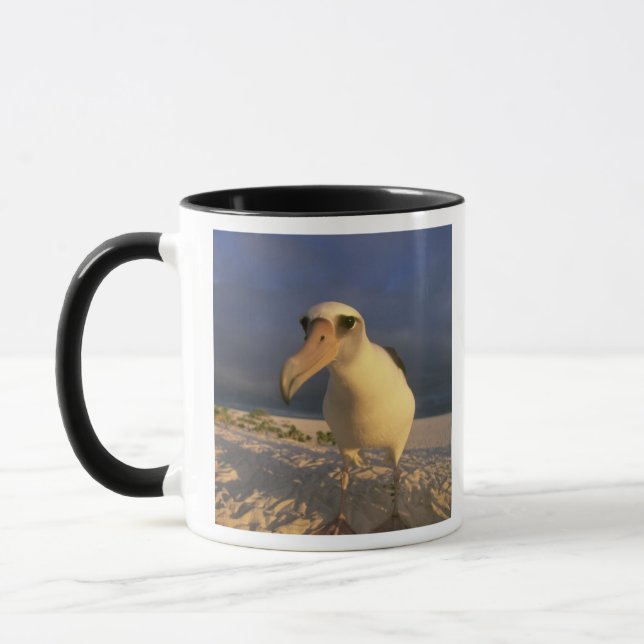 Mug Albatros de Laysan, Diomedea immutabilis), (Gauche)