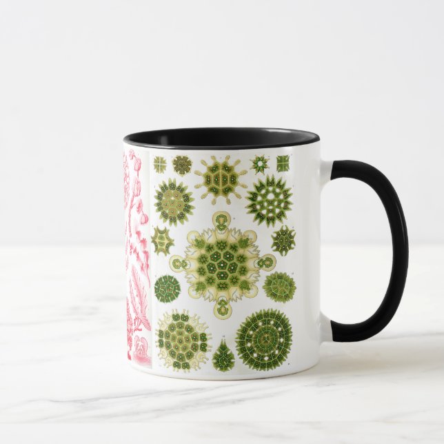 Mug algues vertes, diverses, haeckel (Droite)