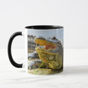 Mug Alligator. Face à face.