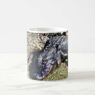 Mug Alligator sur le bord herbeux des Everglades