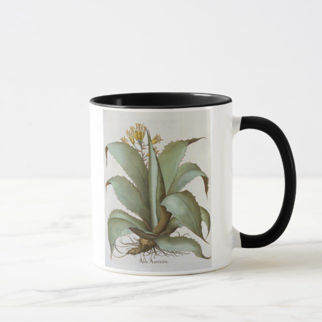 Mug Aloès américain : Aloès americana, du 'Hortus Ey (Droite)