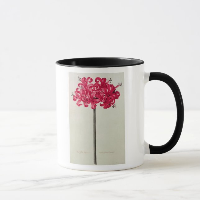 Mug Amaryllis Sarniensis, ou narcisse (Droite)